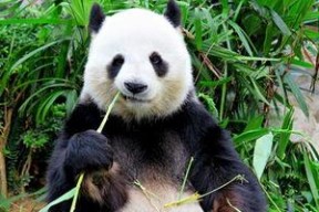 娱乐吃瓜酱功勋大熊猫